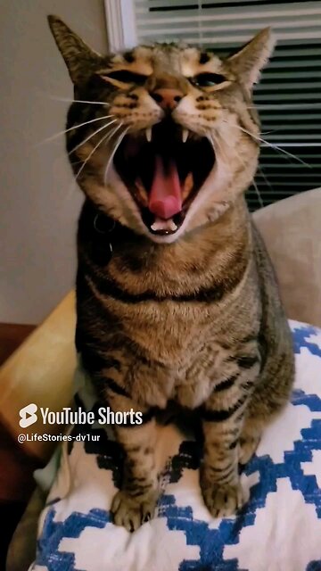 Dramatic 🐱 🥱 #cat #catlover #catshorts #catvideos #shorts