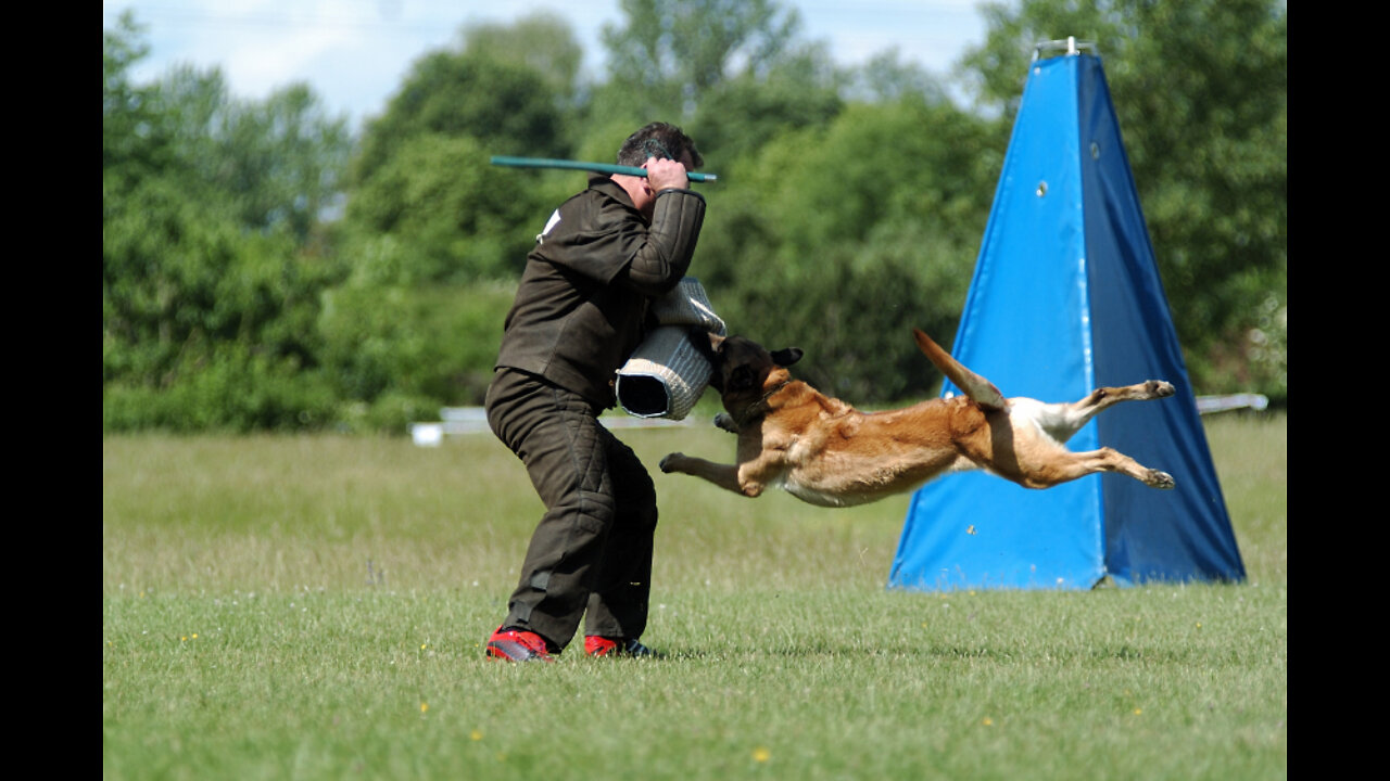 Guard Dog Training Step by Step!