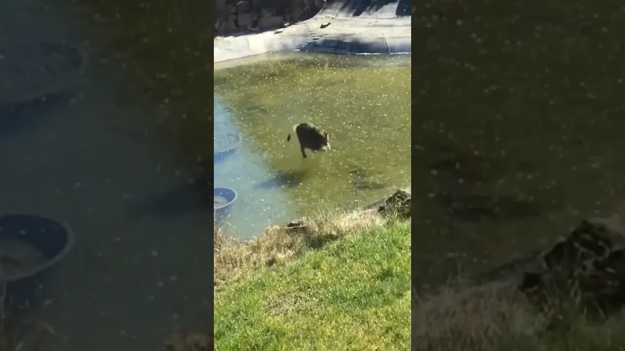 Gato Tentando Pegar Peixe no Lago Congelado 😅🙀🐡😹 #shorts