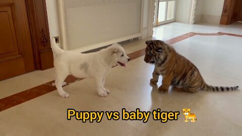 Dog VS baby tiger video