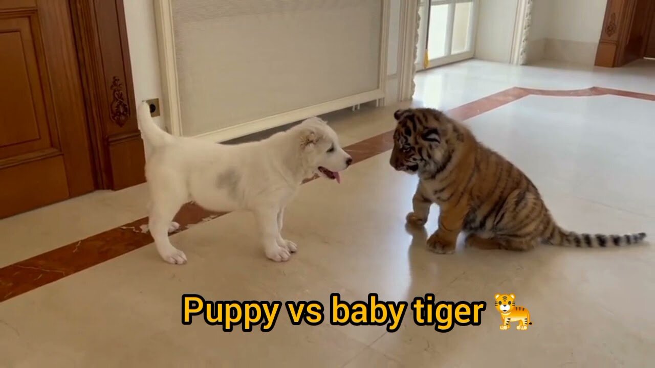 Dog VS baby tiger video