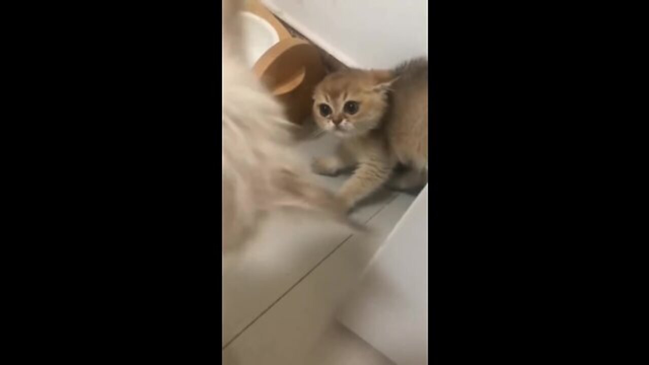 Cute cat funny vedio# cat vedio # funny moments#