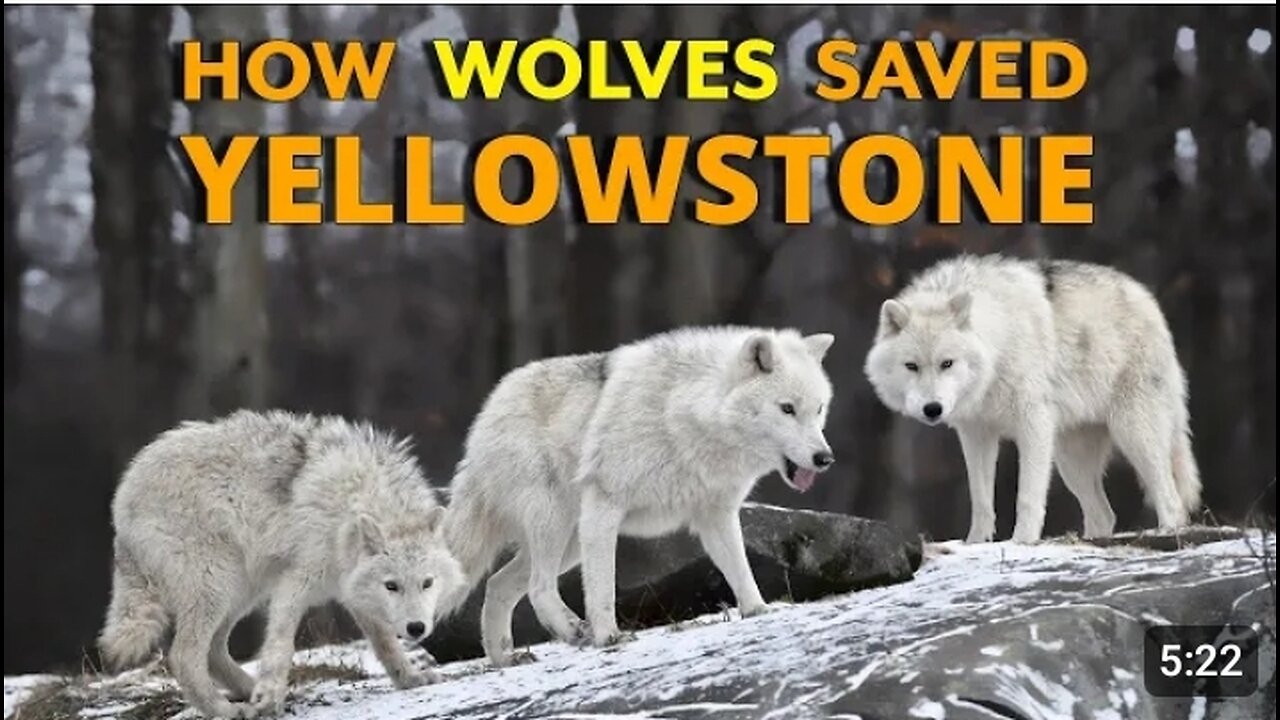 how wolves saved yellowstone cold aayi 2024