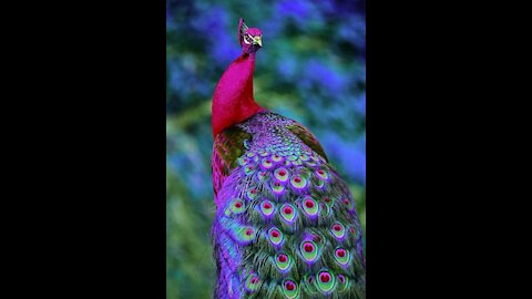 Peacock fascinates you at first sight