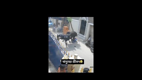 Cow attack the roads in girl