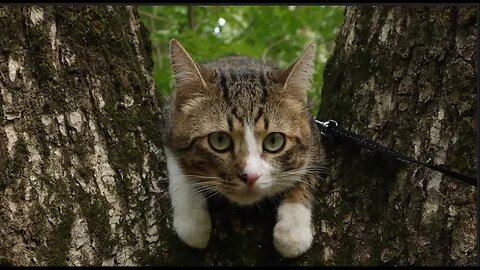This Cat Goes on a Trip
