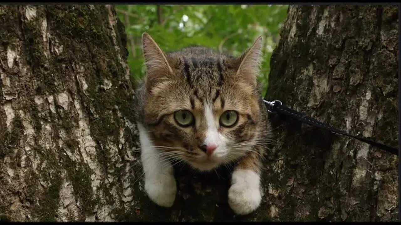 This Cat Goes on a Trip
