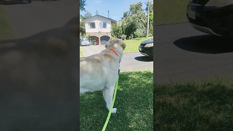 Dog with kids.