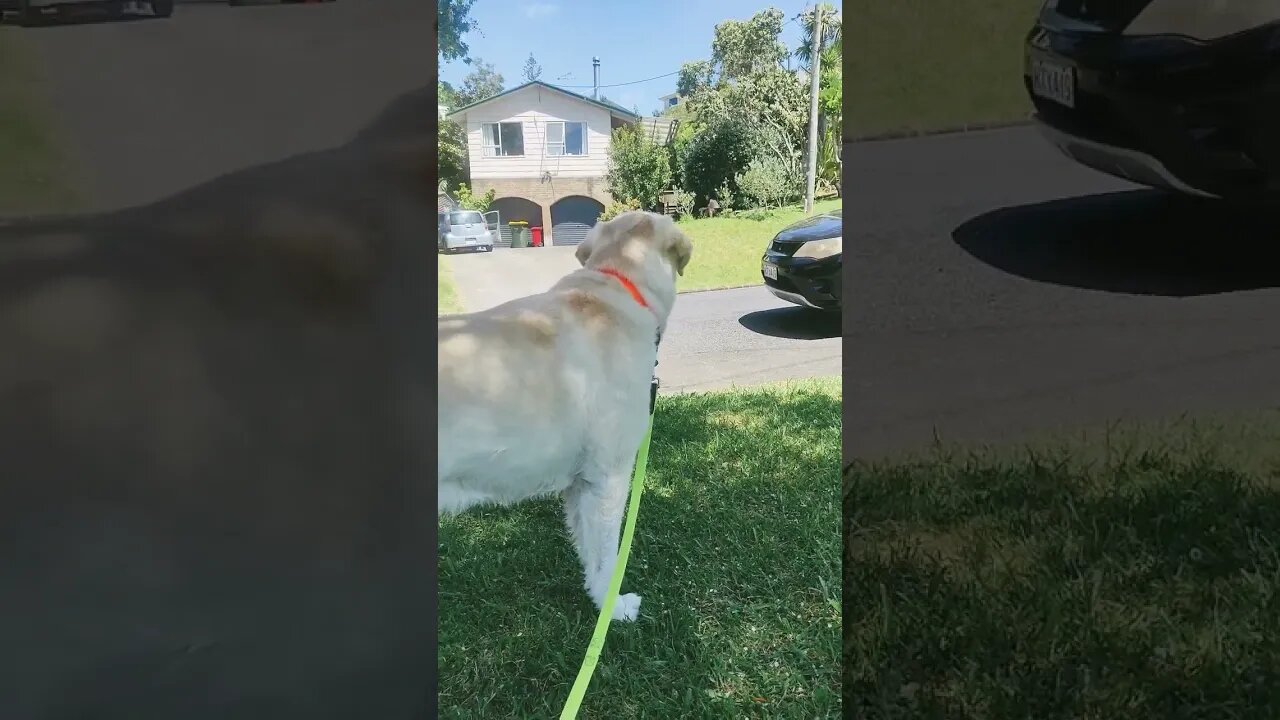 Dog with kids.