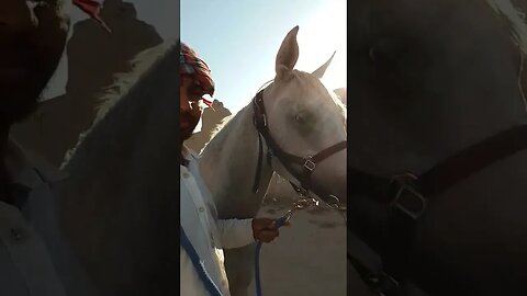 #horse #shortfilm #viralvideos #shortfeed #shortvideo #viralshort #kuwaittv #horseriding #love #shor