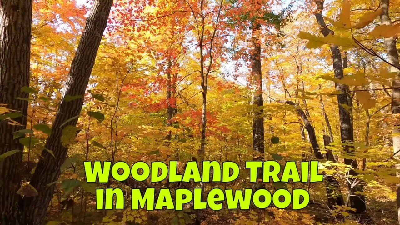 Woodland Trail in Maplewood State Park