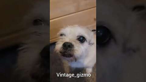 Gizmo a designer dog..