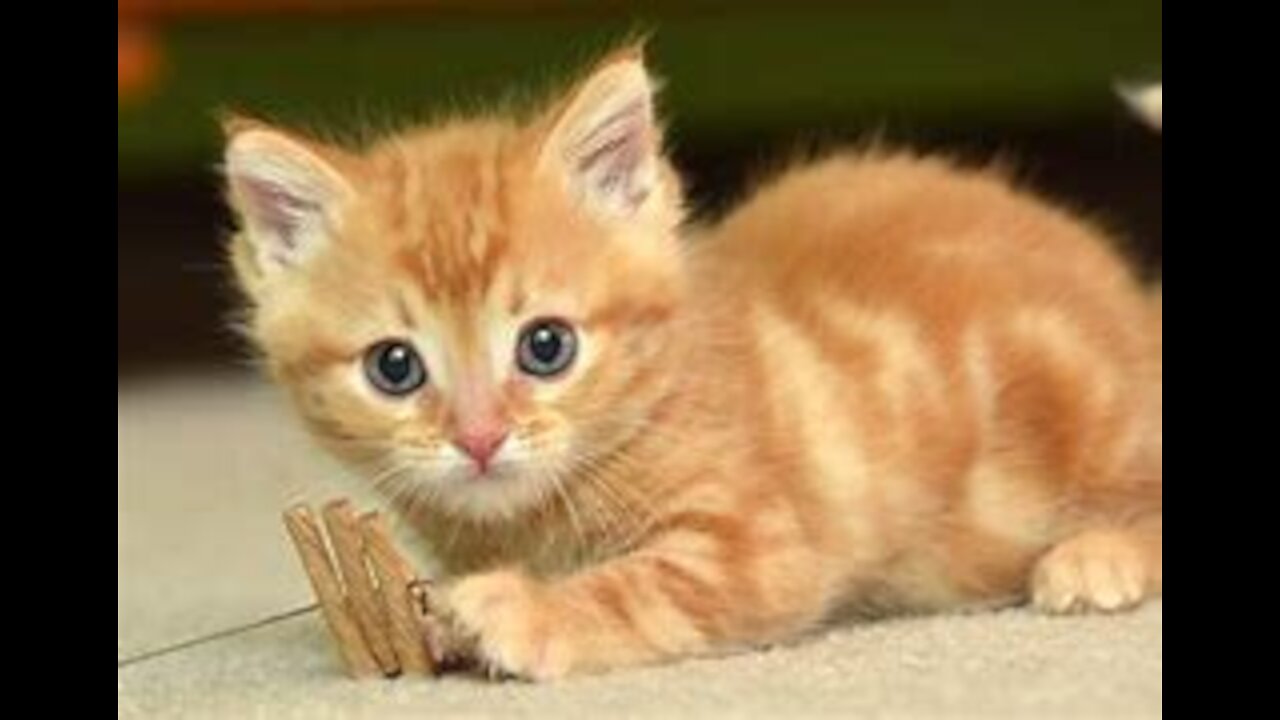 ๐Cute And Funny Pets | Try Not To Laugh To These Pets Compilation #7๐ Cutest Lands