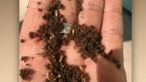 Invasive termites found in parts of Palm Beach County