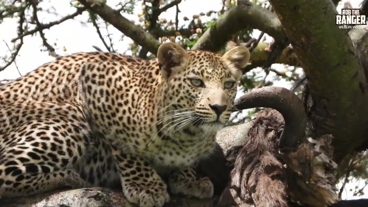 Leopard Chews Bones In A Tree | Lalashe Maasai Mara Safari