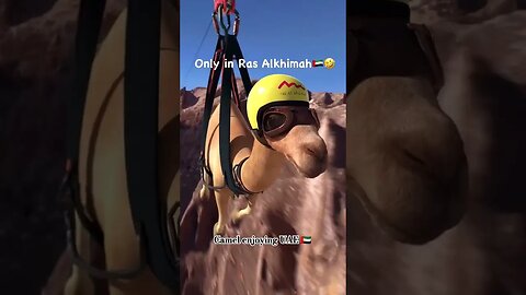 Camel enjoying UAE 🇦🇪 #art #love #funny #poetry #burjkhalifa #desert