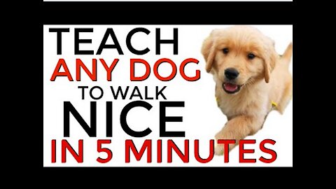 Teach ANY dog to walk on the leash in JUST 5 MINUTES!