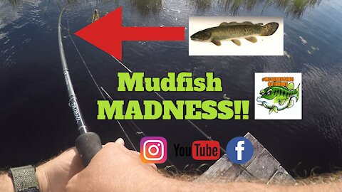 Mudfish MADNESS!!