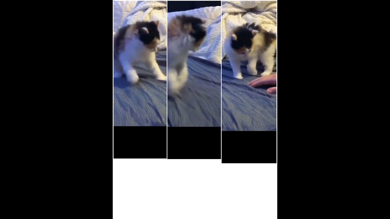 Quite cat child beautiful animals Naturefuture (2)