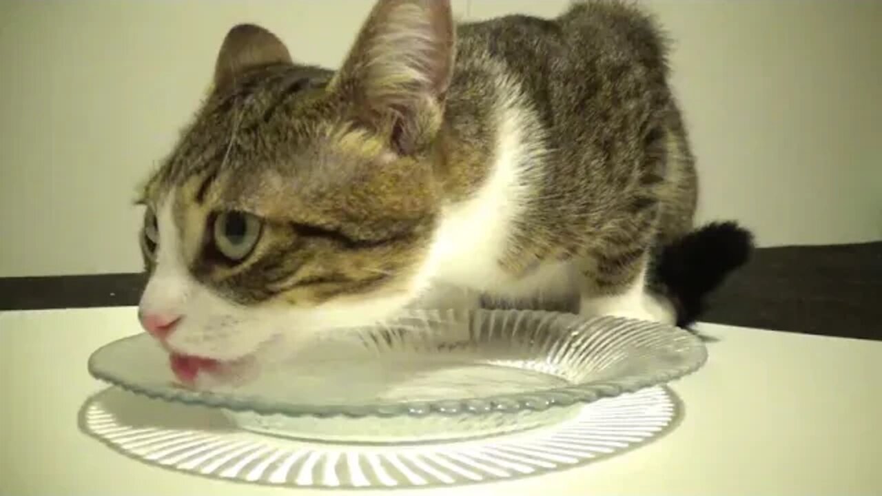 Playing Makes Little Cat Soo Hungry