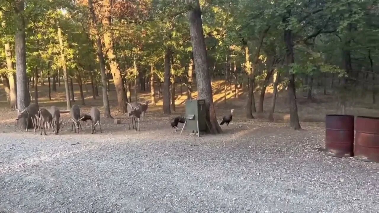 Watching Giant Deer Antlers Grow! October 1st-1