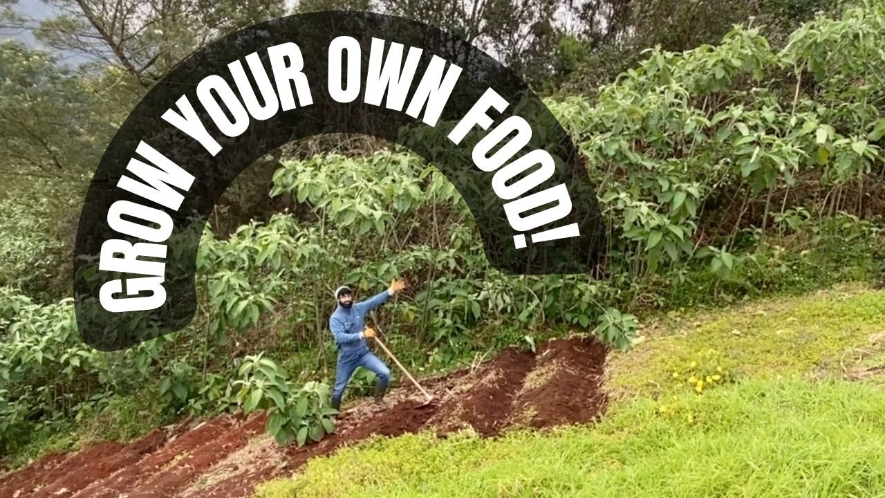 How To Grow CABBAGE! So Easy!!