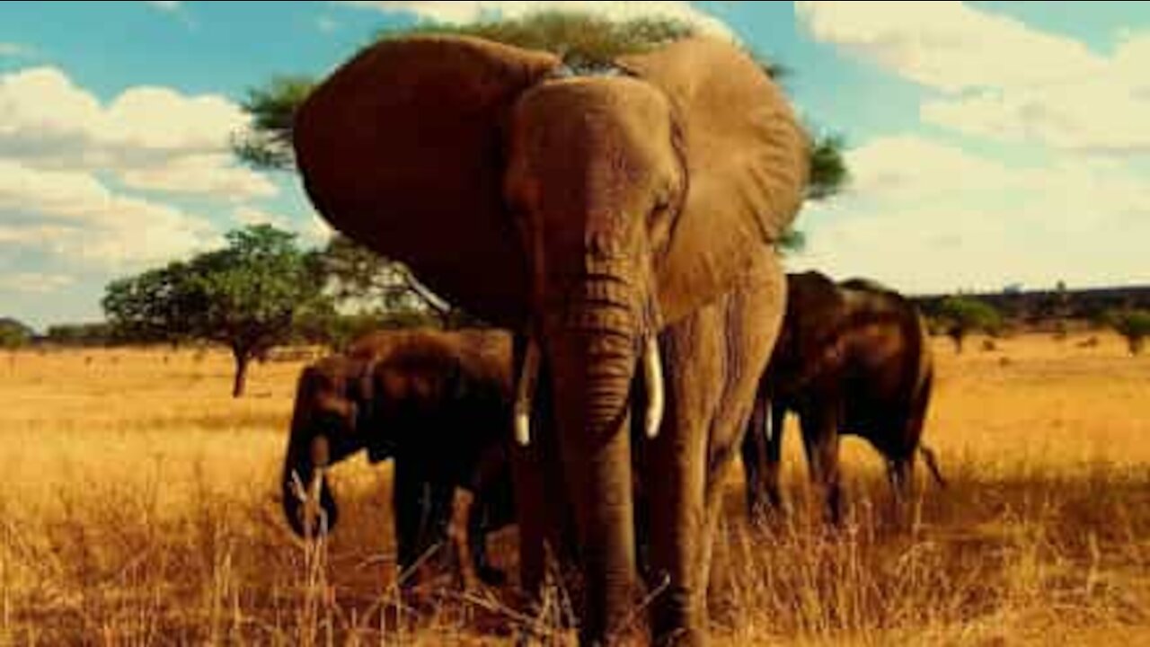 Un éléphant obéit aux ordres d'un guide de safari!
