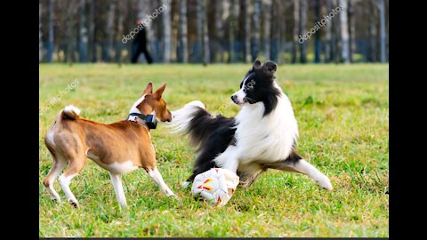 wonderful dogs playing with each other in nature