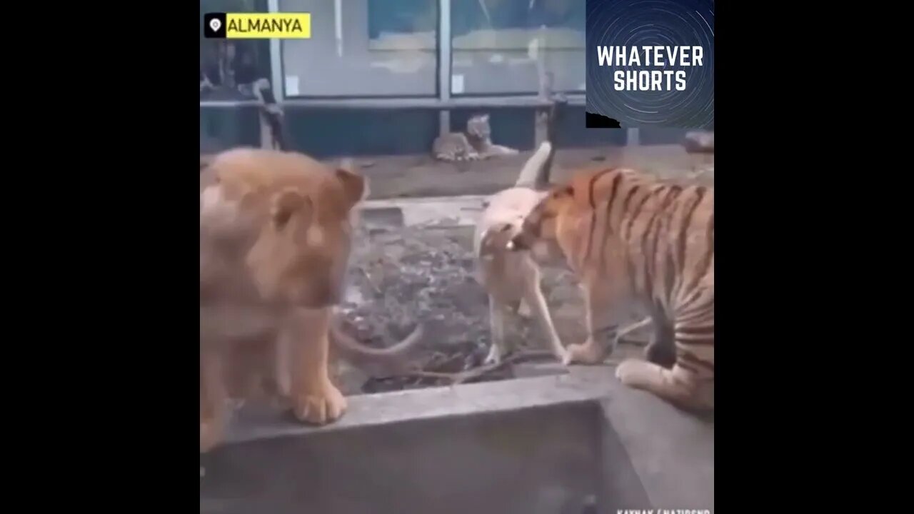 Dog tries to make lion and tiger stop fighting each other #shorts #animals #dog #lion #tiger