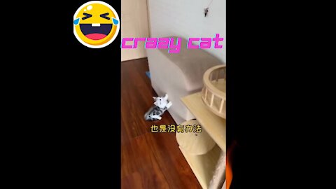 Naughty cat | Best Funny Cats and Dogs Compilation ♥ Cute Baby Animals & Funny Pets