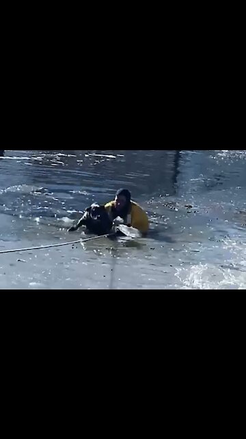 Firefighters rescue dog trapped in icy Colorado pond