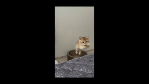 Baby cat jump mistake