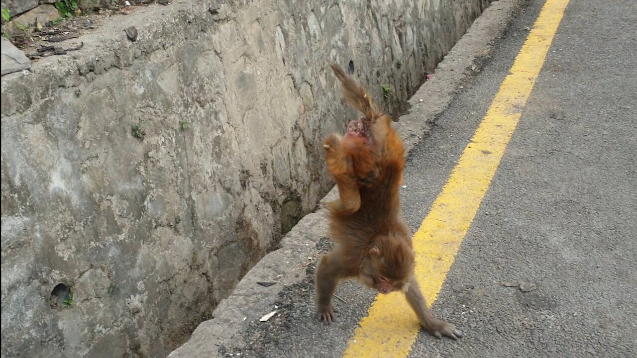 feeding soaked gram to the poor monkey || angry monkey