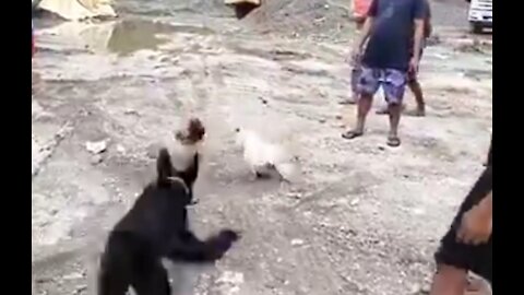 Funny Dog attack cock fight