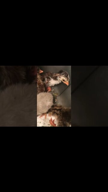 Oz chocolate, lavender and pearl grey guinea fowl keet hatchlings