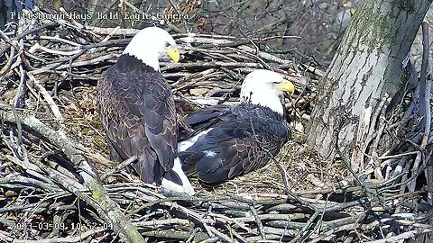 Hays Eagles Dad Fixes Mom s Feathers 3/9/23 1052AM