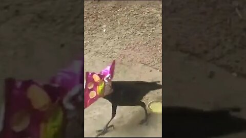 चटोरी की की पैकेट में फंस गए,कौवा मामा।। FUNNY #CROW