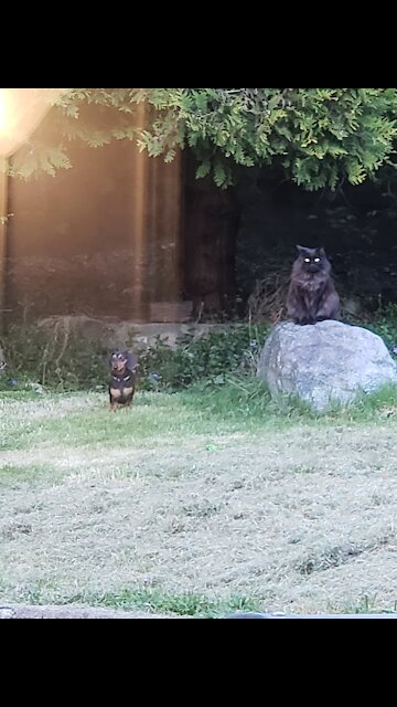 Peanut Pup playing with his Big Brother Louis (the Cat)