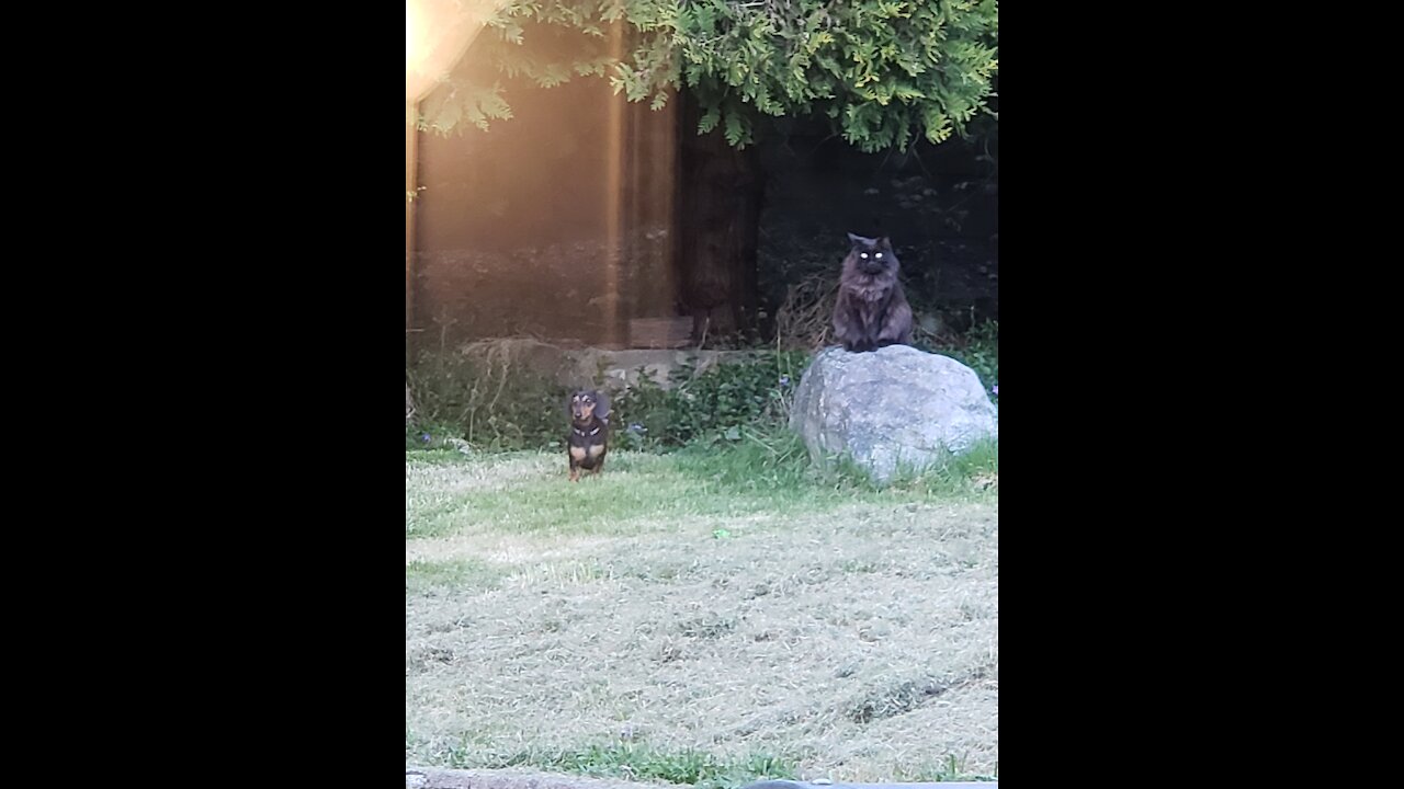 Peanut Pup playing with his Big Brother Louis (the Cat)