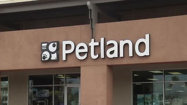 UPDATE: Las Vegas could overturn ban on sale of puppy mill dogs