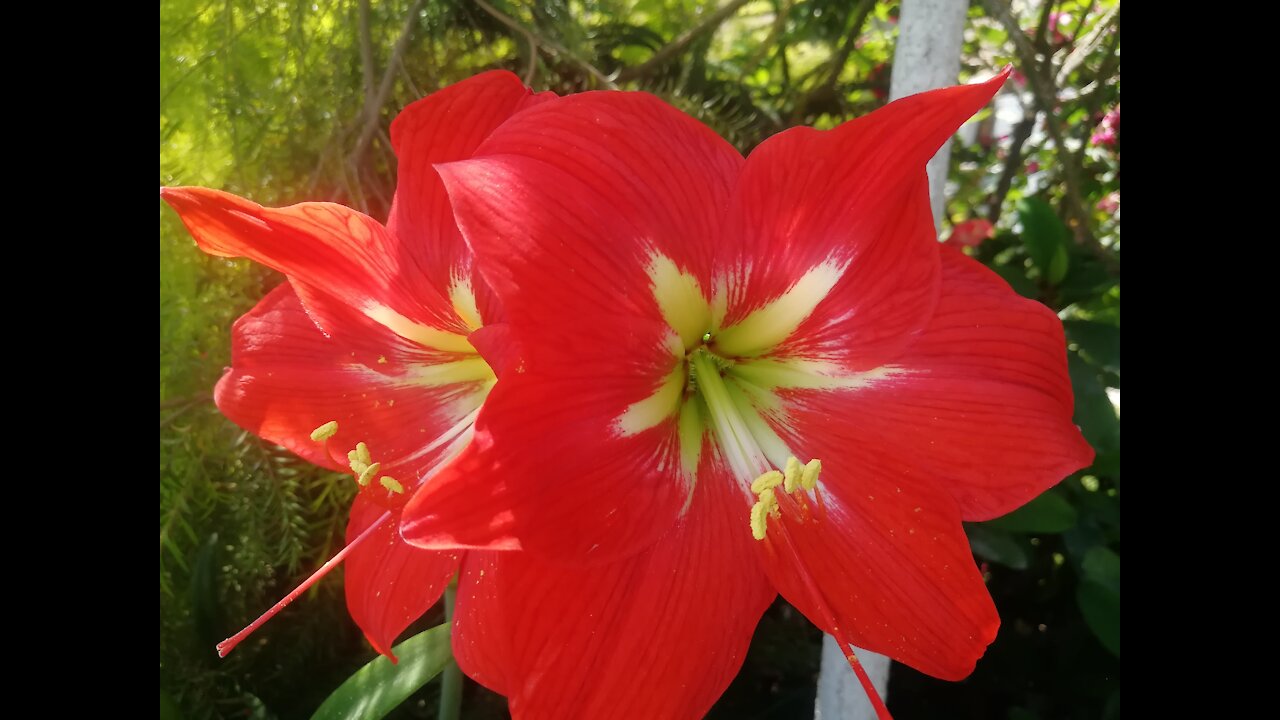 Time-lapse flower blooming