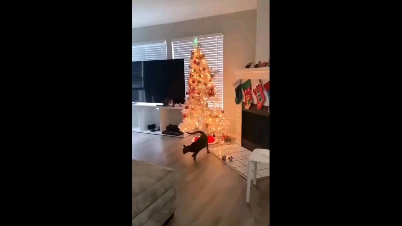 cat and Christmas 🎄😂😂😂