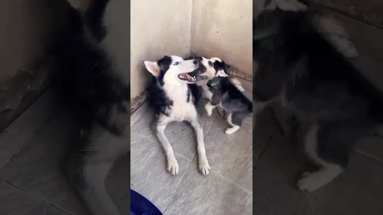 Alpha Husky Puppy Challenges Mum 🤬 #huskylovers #puppy #dog #shorts #viral #trending