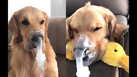 A Really Sick Dog