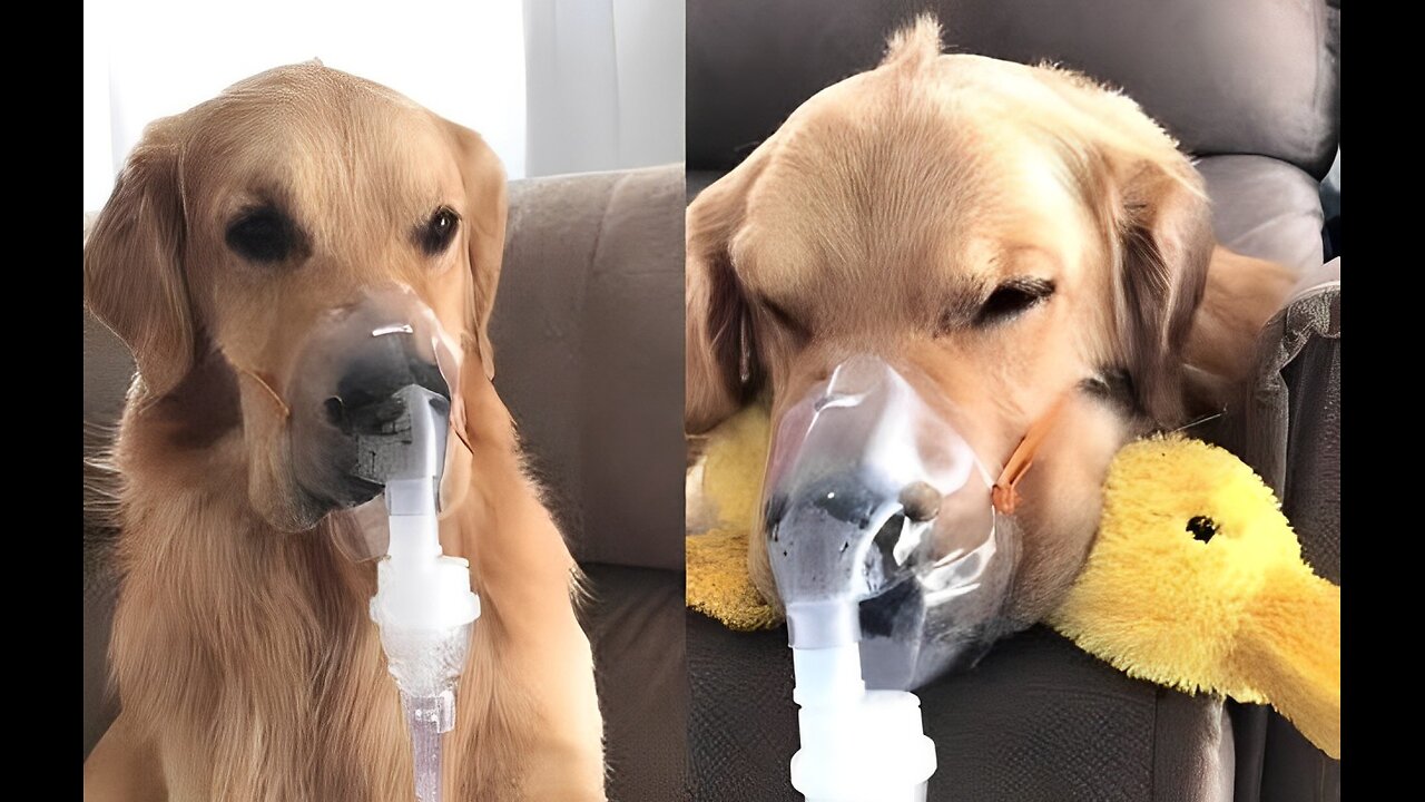 A Really Sick Dog