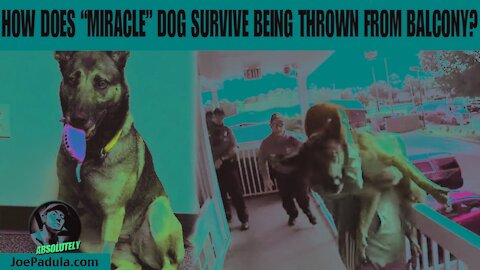 How the "Miracle" dog survived after Florida Woman Dumps him Over a Balcony (Body Cam Footage)