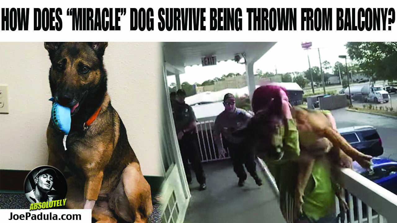 How the "Miracle" dog survived after Florida Woman Dumps him Over a Balcony (Body Cam Footage)
