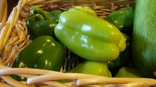 Pepper Harvest, they're ENORMOUS!