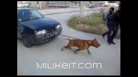 PITBULL PULLING CAR MASSIVE POWER