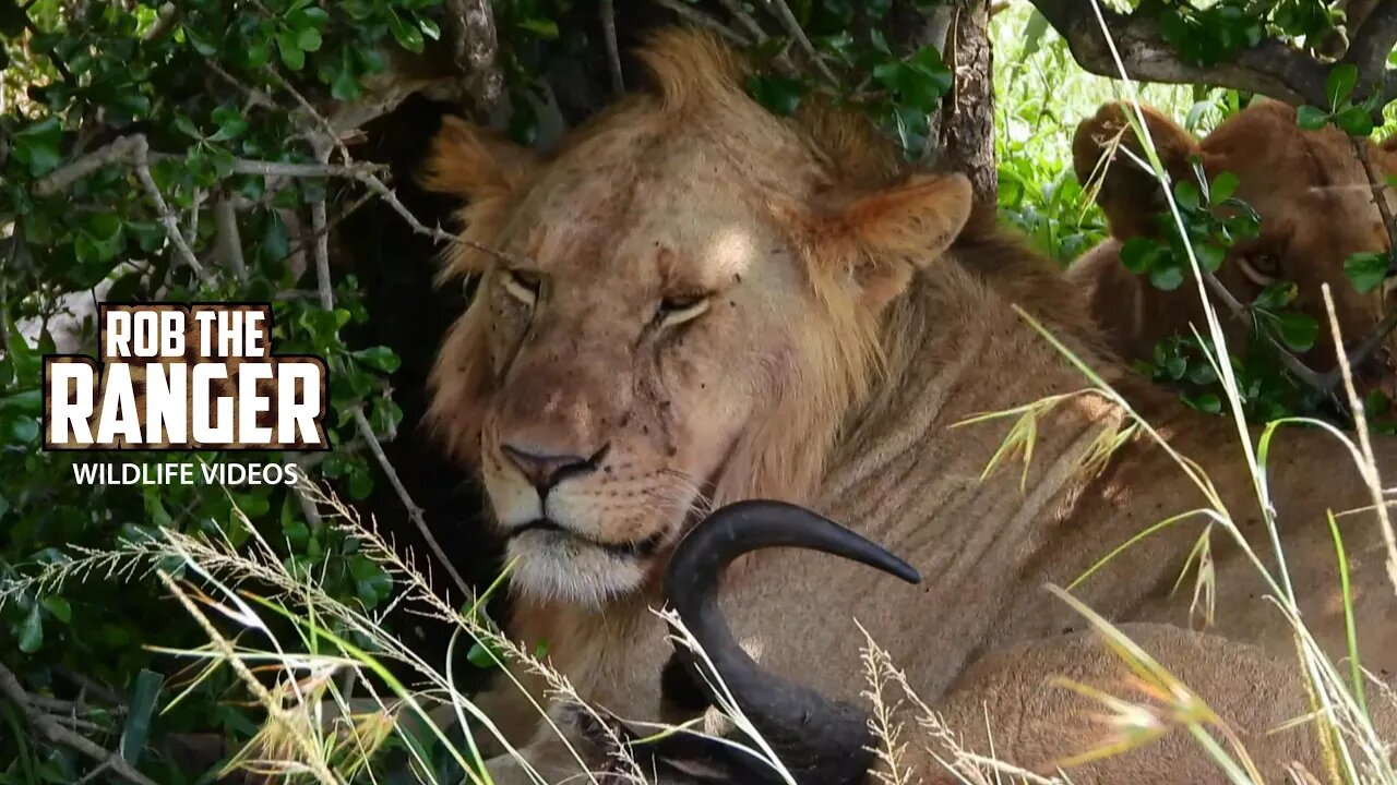 Young Lions With A Gnu Meal In The Shade | Lalashe Maasai Mara Safari